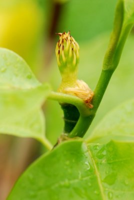 Magnolia denudata 'Yellow River' - šácholan obnažený - odkvetlý
